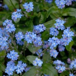 Myosotis Sylvatica -Olivia Plants Sales x600 18316