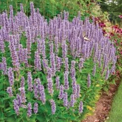 Pollinator Bulb & Perennial Garden 16 Pollinator Bulb & Perennial Garden -Olivia Plants Sales x600 18524 4