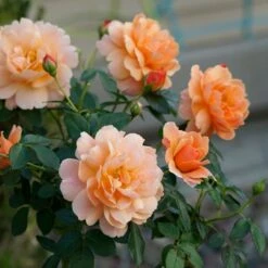 Rose At Last® -Olivia Plants Sales x600 18575