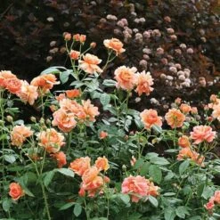 Rose At Last® -Olivia Plants Sales x600 18576