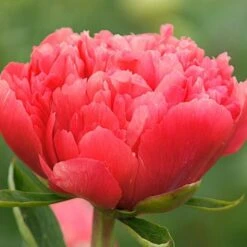 Peony 'Lorelei' -Olivia Plants Sales x600 18586