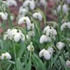 Galanthus 'Hippolyta'