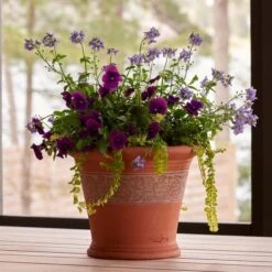 Sicilian Lemon Pot 7 Sicilian Lemon Pot -Olivia Plants Sales x600 18679