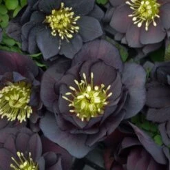 Helleborus Wedding Party® Mix -Olivia Plants Sales x600 18787