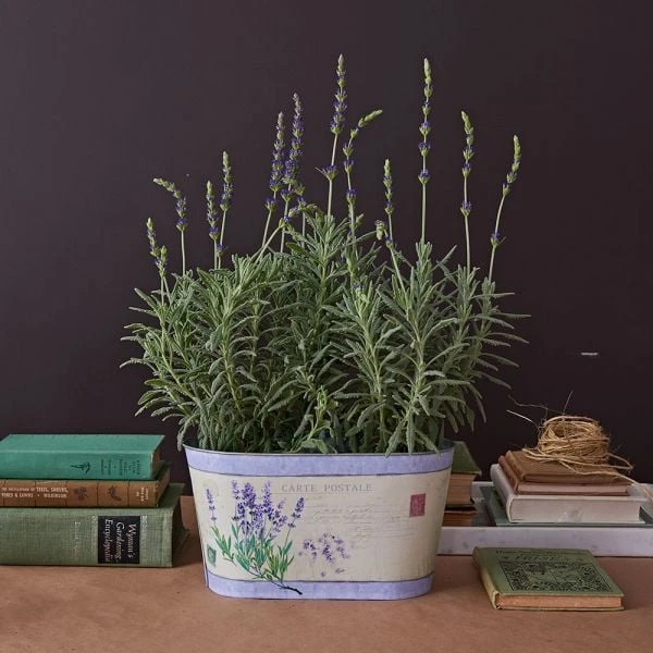 Lavender 'Goodwin Creek Grey' In Decorative Metal Cachepot 1 Lavender 'Goodwin Creek Grey' In Decorative Metal Cachepot