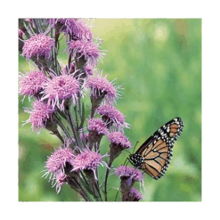 Monarch Butterfly Perennial Garden 15 Monarch Butterfly Perennial Garden -Olivia Plants Sales x600 19307 1