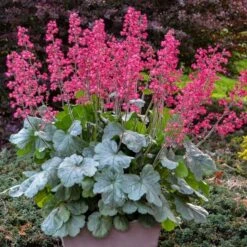 Long-Season Hummingbird Garden -Olivia Plants Sales x600 19314