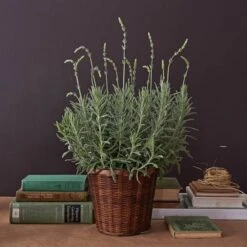Lavender 'Goodwin Creek Grey' In 7" Woven Basket -Olivia Plants Sales x600 19333