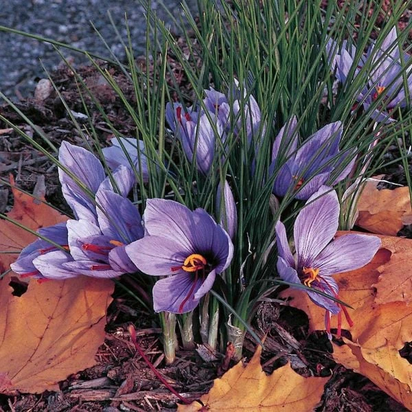 Crocus Sativus: Saffron Crocus 1 Crocus Sativus: Saffron Crocus