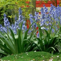 Hyacinthoides Hispanica 'Excelsior' -Olivia Plants Sales x600 19599