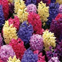 Vivid Hyacinth Mix 13 Vivid Hyacinth Mix -Olivia Plants Sales x600 19601
