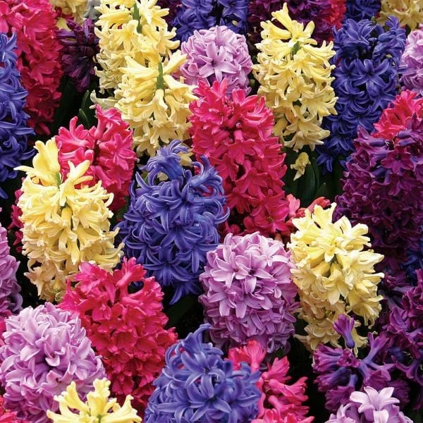 Vivid Hyacinth Mix 7 Vivid Hyacinth Mix - Image 7