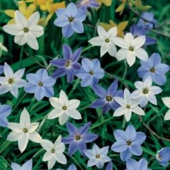 Constellation Of Blue Stars Ipheion Mix 7 Constellation Of Blue Stars Ipheion Mix -Olivia Plants Sales x600 19602
