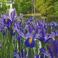Dutch Iris Mix -Olivia Plants Sales x600 19603