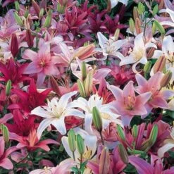 Strawberries & Cream Lilium Mix 17 Strawberries & Cream Lilium Mix -Olivia Plants Sales x600 19606