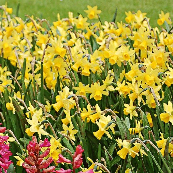 Narcissus 'Tête-à-Tête' 2 Narcissus 'Tête-à-Tête' - Image 2