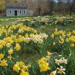 Professional's Naturalizing Daffodil Mix -Olivia Plants Sales x600 19615