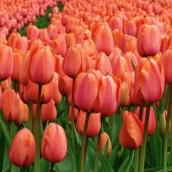 Tulip 'Apricot Impression' -Olivia Plants Sales x600 19619