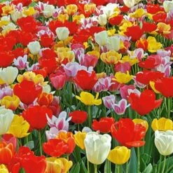 Next Generation Perennial Tulip Mix -Olivia Plants Sales x600 19624