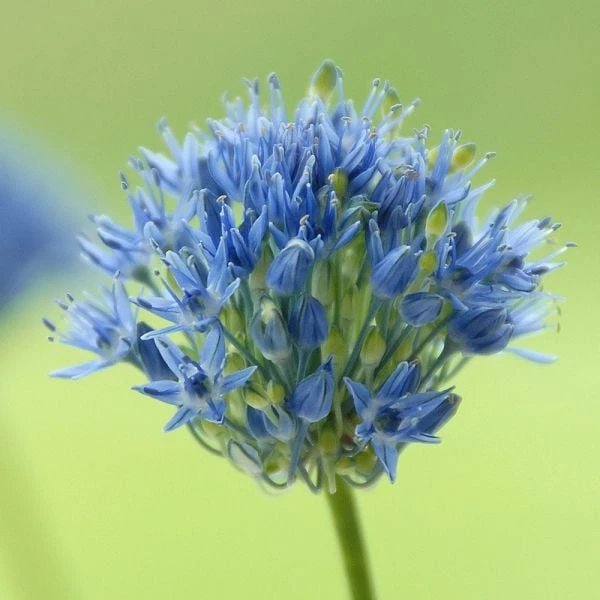 Allium Caeruleum 2 Allium Caeruleum - Image 2