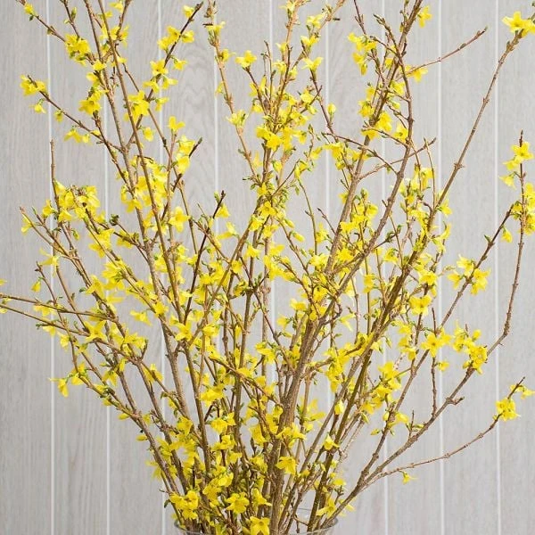 Forsythia Flowering Branches 2 Forsythia Flowering Branches - Image 2