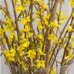 Forsythia Flowering Branches 6 Forsythia Flowering Branches -Olivia Plants Sales x600 19932