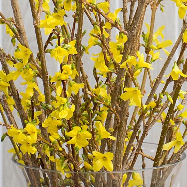 Forsythia Flowering Branches 3 Forsythia Flowering Branches - Image 3