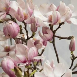 Tulip Magnolia Flowering Branches -Olivia Plants Sales x600 19934