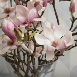 Tulip Magnolia Flowering Branches -Olivia Plants Sales x600 19935