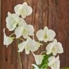 White Dendrobium Orchid Garden In 5" Ceramic Cachepot