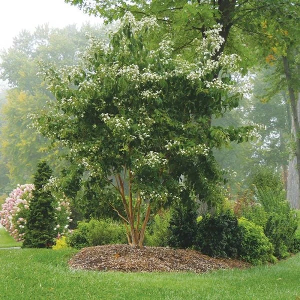 Heptacodium Miconioides Temple Of Bloom® 3 Heptacodium Miconioides Temple Of Bloom® - Image 3