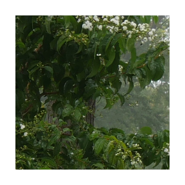 Heptacodium Miconioides Temple Of Bloom® 4 Heptacodium Miconioides Temple Of Bloom® - Image 4