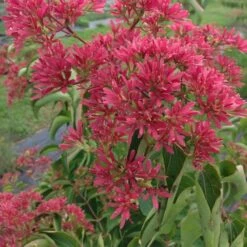 Heptacodium Miconioides Temple Of Bloom® 12 Heptacodium Miconioides Temple Of Bloom® -Olivia Plants Sales x600 20060