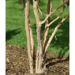 Heptacodium Miconioides Temple Of Bloom® 13 Heptacodium Miconioides Temple Of Bloom® -Olivia Plants Sales x600 20061