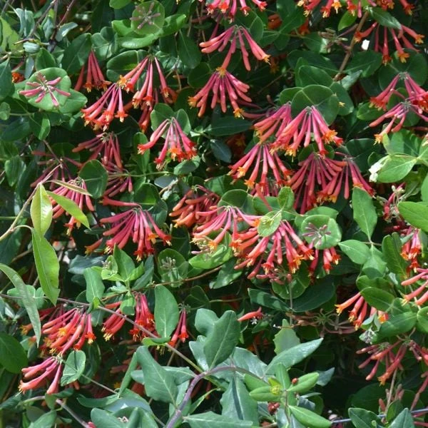 Lonicera Sempervirens 'Major Wheeler' 5 Lonicera Sempervirens 'Major Wheeler' - Image 5