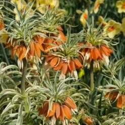 Fritillaria Imperialis 'Aureomarginata' 8 Fritillaria Imperialis 'Aureomarginata' -Olivia Plants Sales x600 20124