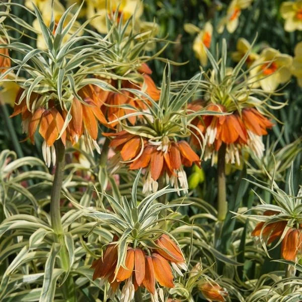 Fritillaria Imperialis 'Aureomarginata' 3 Fritillaria Imperialis 'Aureomarginata' - Image 3