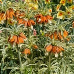Fritillaria Imperialis 'Aureomarginata' 9 Fritillaria Imperialis 'Aureomarginata' -Olivia Plants Sales x600 20125