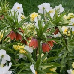 Fritillaria Imperialis 'Rubra Maxima' 9 Fritillaria Imperialis 'Rubra Maxima' -Olivia Plants Sales x600 20126