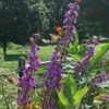 Liatris Ligulistylis