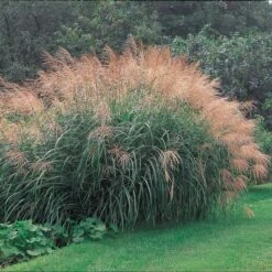 Ornamental Grass: Miscanthus Sinensis 'Silver Feather' 9 Ornamental Grass: Miscanthus Sinensis 'Silver Feather' -Olivia Plants Sales x600 20147