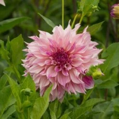 Dahlia 'Café Au Lait Royal' -Olivia Plants Sales x600 20169