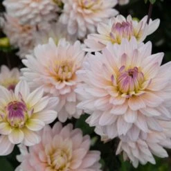 Dahlia 'Diana's Memory' -Olivia Plants Sales x600 20179