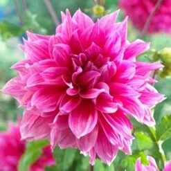 Dahlia 'Emory Paul' 4 Dahlia 'Emory Paul' -Olivia Plants Sales x600 20180