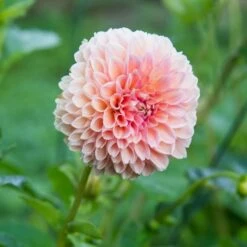 Dahlia 'Linda's Baby' -Olivia Plants Sales x600 20185