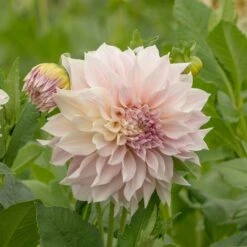 Dahlia 'Café Au Lait' -Olivia Plants Sales x600 20189