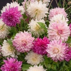 Olivia Plants Sales -Olivia Plants Sales x600 20191