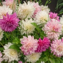 Café Au Lait Trio 9 Café Au Lait Trio -Olivia Plants Sales x600 20192