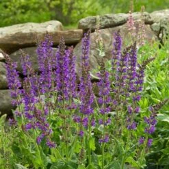 Salvia X Sylvestris 'May Night' -Olivia Plants Sales x600 20215