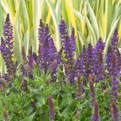 Salvia X Sylvestris 'May Night' -Olivia Plants Sales x600 20216